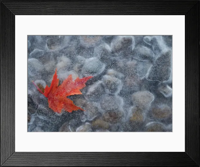 Framed Print : Ice and leaf, Salmon Arm, British Columbia, Canada