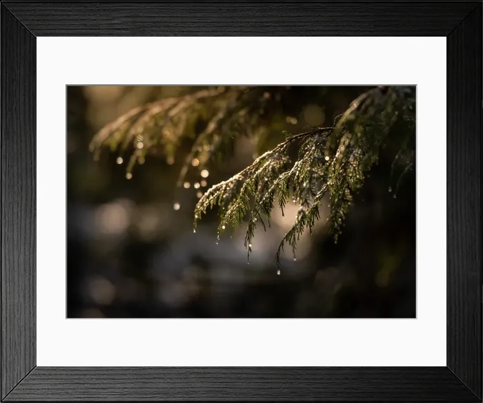 Framed Print : Pine tree, Salmon Arm, British Columbia, Canada Framed Print : Pine tree, Salmon Arm, British Columbia, Canada