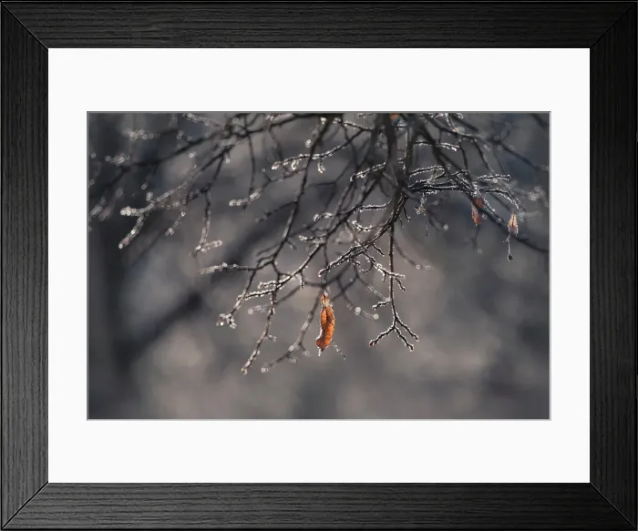 Framed Print : Frozen leaf, Salmon Arm, British Columbia, Canada