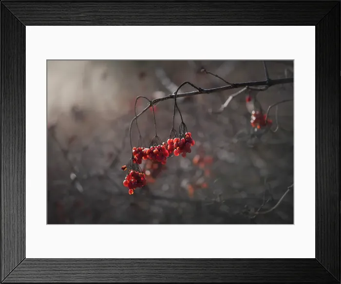 Framed Print : Berries, Salmon Arm, British Columbia, Canada Framed Print : Berries, Salmon Arm, British Columbia, Canada