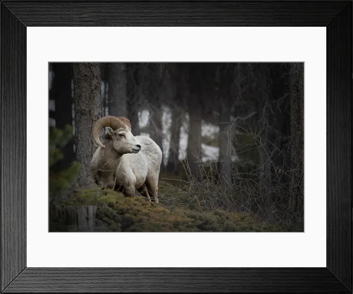 Framed Print : Bighorn sheep, Canmore, Alberta, Canada