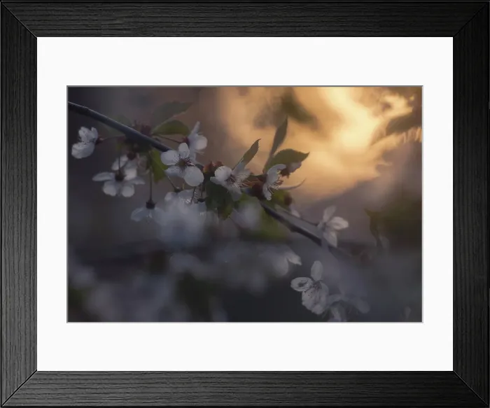 Framed Print : Blossom, Salmon Arm, British Columbia, Canada Framed Print : Blossom, Salmon Arm, British Columbia, Canada