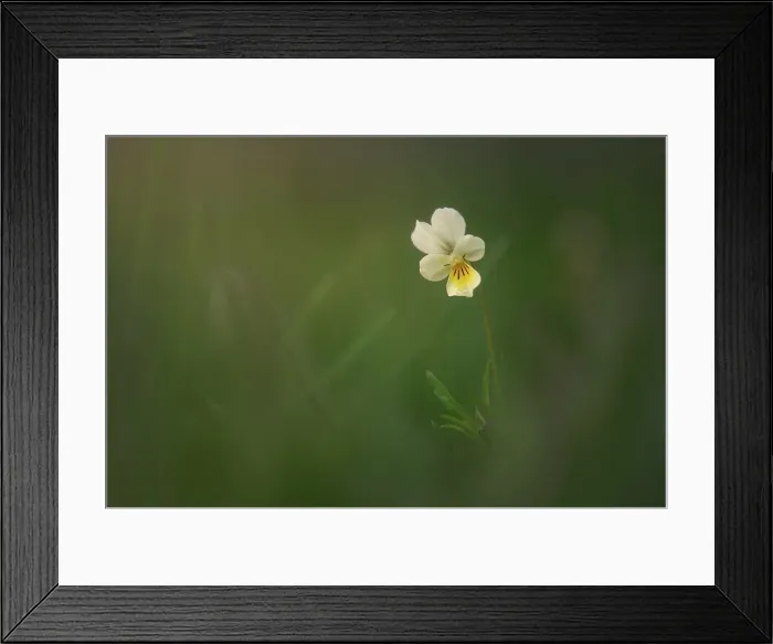 Framed Print : Violet, Shuswap, British Columbia, Canada