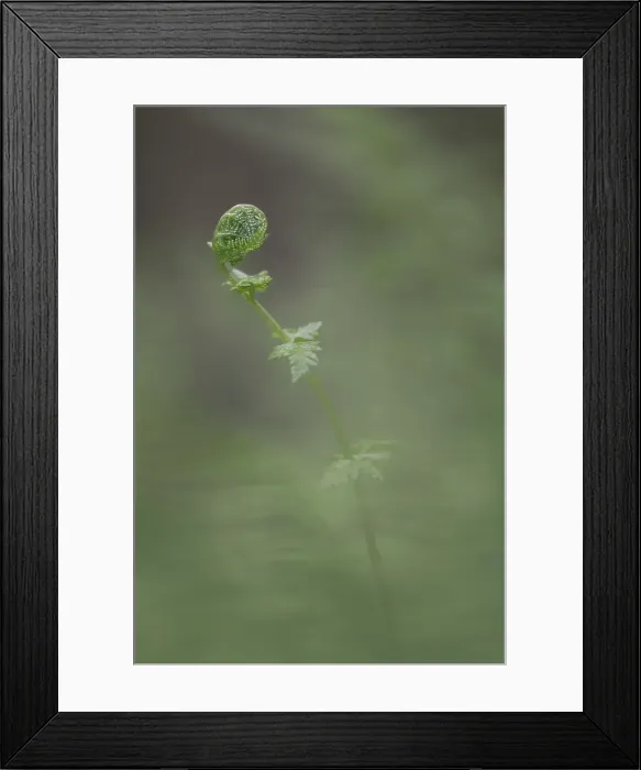 Framed Print : Fern, Shuswap, British Columbia, Canada Framed Print : Fern, Shuswap, British Columbia, Canada