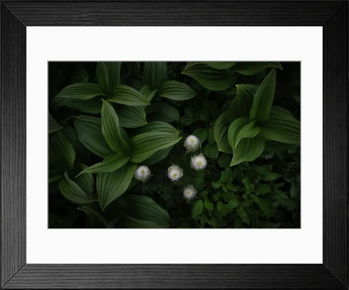 Framed Print : False Helibore, Shuswap, British Columbia, Canada Framed Print : False Helibore, Shuswap, British Columbia, Canada