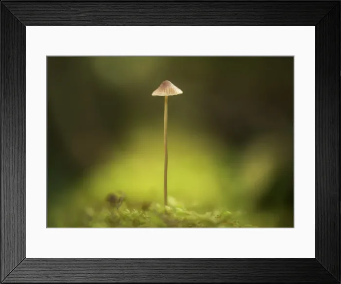 Framed Print : Fungi, Shuswap, British Columbia, Canada Framed Print : Fungi, Shuswap, British Columbia, Canada