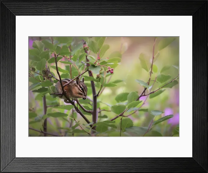 Framed Print : Chipmunk, Yoho National Park, British Columbia, Canada Framed Print : Chipmunk, Yoho National Park, British Columbia, Canada
