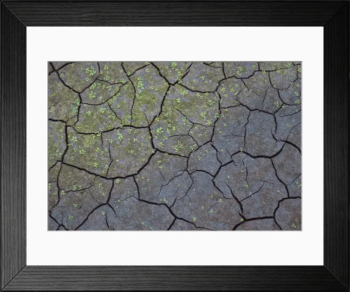 Framed Print : Cracked mud at the lake, Salmon Arm, British Columbia, Canada Framed Print : Cracked mud at the lake, Salmon Arm, British Columbia, Canada