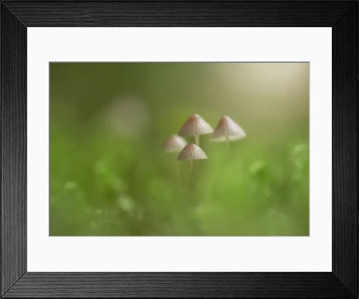 Framed Print : Fungi, Shuswap, British Columbia, Canada Framed Print : Fungi, Shuswap, British Columbia, Canada