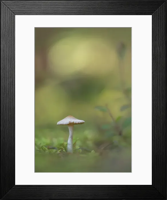 Framed Print : Fungi, Shuswap, British Columbia, Canada Framed Print : Fungi, Shuswap, British Columbia, Canada