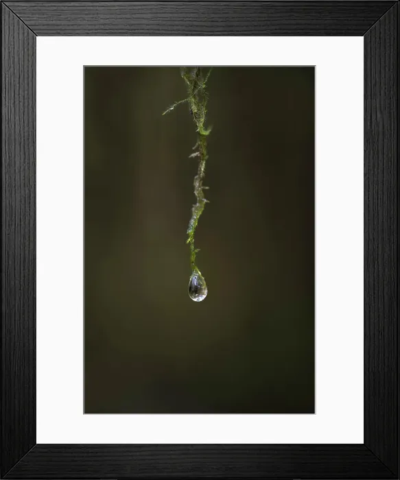 Framed Print : Raindrop on moss, Vancouver Island, British Columbia, Canadadroplet
