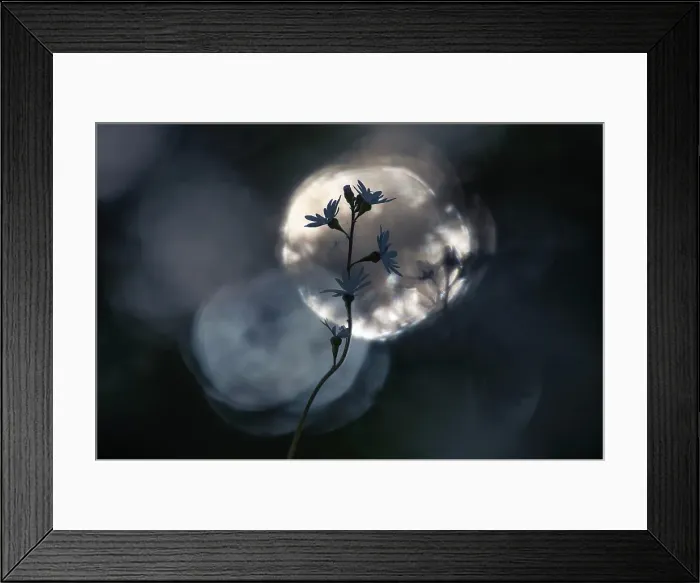 Framed Print : Plant and bokeh, Salmon Arm, British Columbia, Canada Framed Print : Plant and bokeh, Salmon Arm, British Columbia, Canada