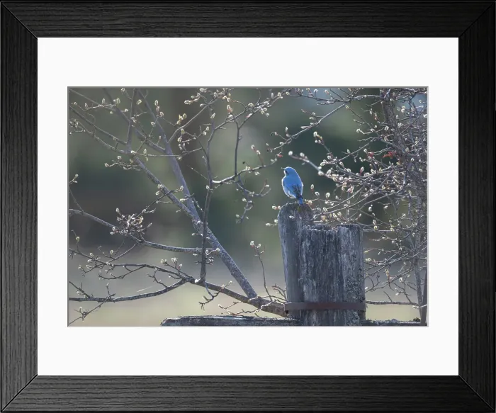 Framed Print : Bluebird, Salmon Arm, British Columbia, Canada