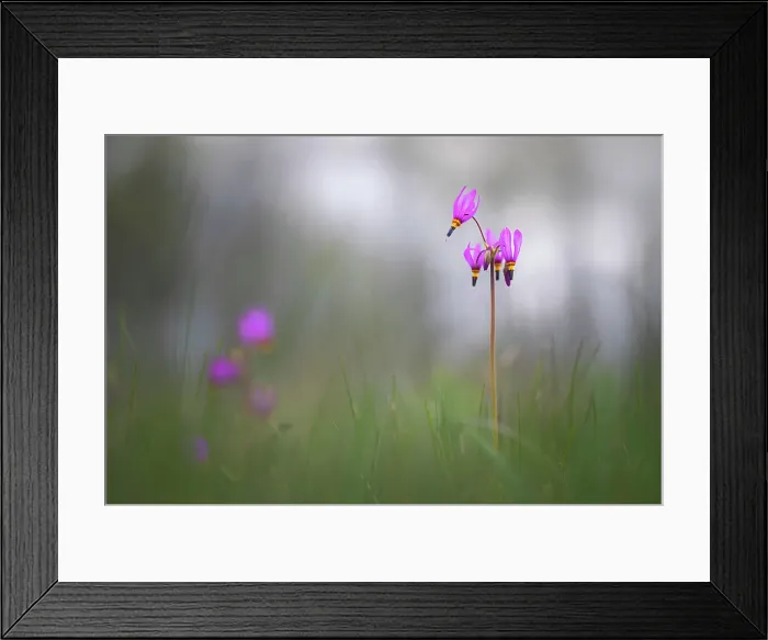 Framed Print : Shooting Stars, Kamloops, British Columbia, Canada Framed Print : Shooting Stars, Kamloops, British Columbia, Canada
