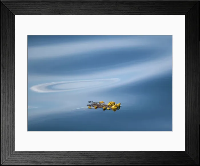 Framed Print : Kelp in the ocean, Haida Gwaii, British Columbia, Canada Framed Print : Kelp in the ocean, Haida Gwaii, British Columbia, Canada