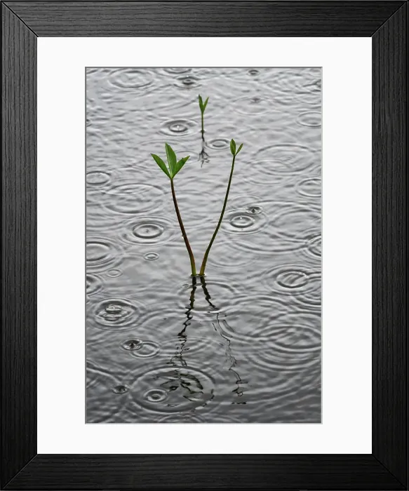 Framed Print : Reeds in the lake, Revelstoke, British Columbia, Canada