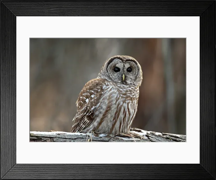 Framed Print : A barred owl sits on a log in winter in Ontario Canada
