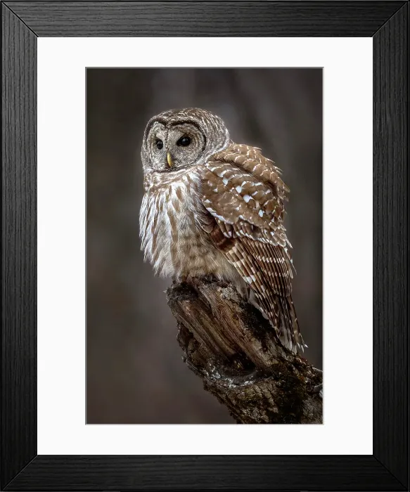 Framed Print : Barred Owl perched on a tree in Ontario, Canada Framed Print : Barred Owl perched on a tree in Ontario, Canada