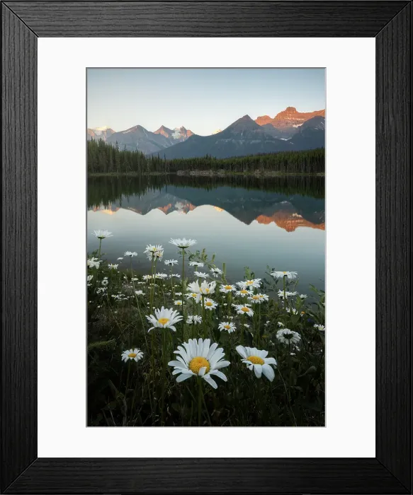 Framed Print : Herbert Lake, Banff National Park, Alberta, Canada Framed Print : Herbert Lake, Banff National Park, Alberta, Canada