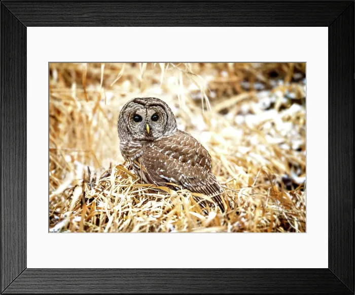 Framed Print : A barred owl sitsing in the frozen grass in Ontario, Canada Framed Print : A barred owl sitsing in the frozen grass in Ontario, Canada