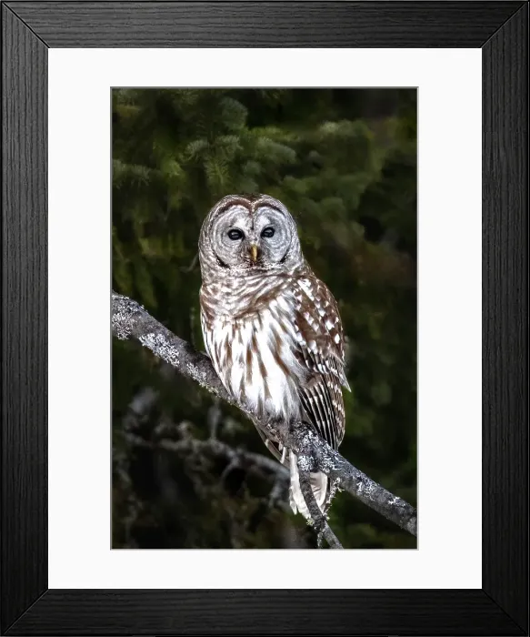 Framed Print : Barred Owl perched on a tree in Ontario, Canada Framed Print : Barred Owl perched on a tree in Ontario, Canada