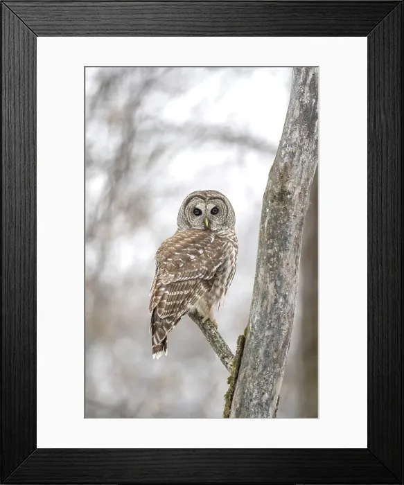 Framed Print : A barred owl perched in a tree in winter in Ontario, Canada Framed Print : A barred owl perched in a tree in winter in Ontario, Canada