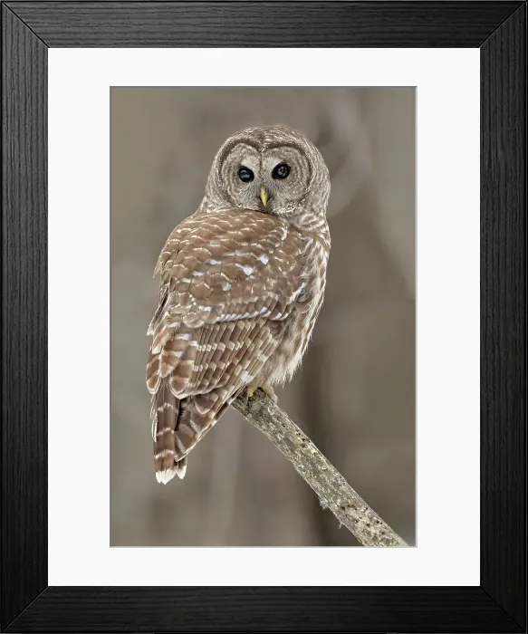 Framed Print : Barred Owl perched on a tree in Ontario, Canada Framed Print : Barred Owl perched on a tree in Ontario, Canada