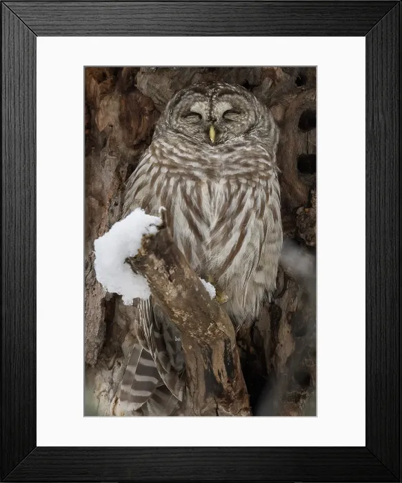 Framed Print : A barred owl sleeps in.a snow covered tree in Ontario Canada Framed Print : A barred owl sleeps in.a snow covered tree in Ontario Canada