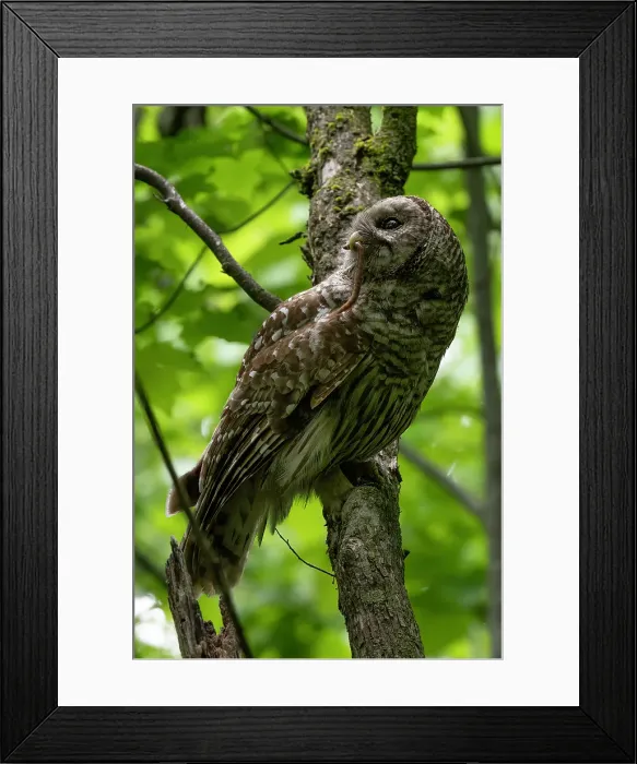 Framed Print : Barred Owl perched on a tree in Ontario, Canada Framed Print : Barred Owl perched on a tree in Ontario, Canada