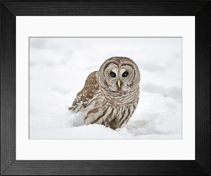 Framed Print : A barred owl in the snow in Ontario Canaada Framed Print : A barred owl in the snow in Ontario Canaada