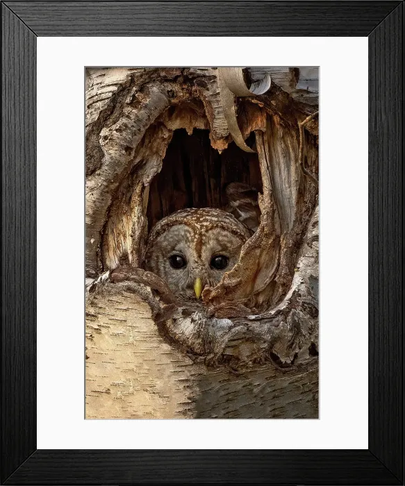 Framed Print : Barred Owl perched in a tree and peaking out in Ontario, Canada Framed Print : Barred Owl perched in a tree and peaking out in Ontario, Canada