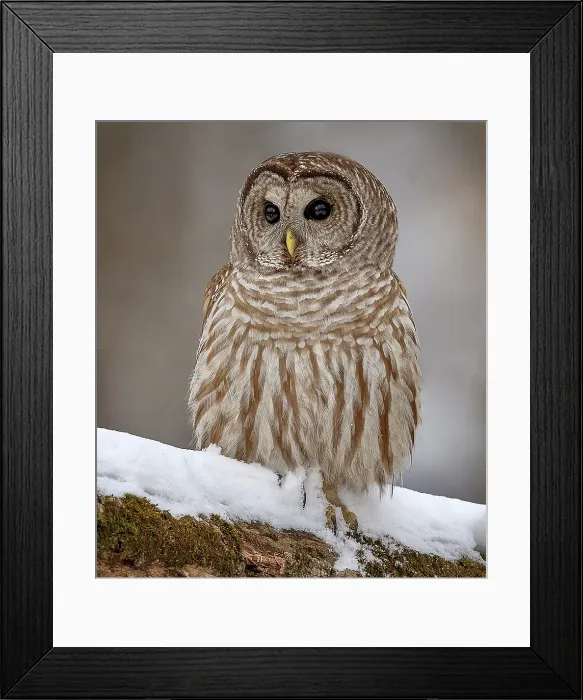 Framed Print : A barred owl sits in winter on. tree in Ontario Canada Framed Print : A barred owl sits in winter on. tree in Ontario Canada