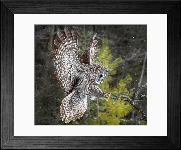 Framed Print : A great grey owl in flight ready to land on a tree in the winter in Ontario, Canada Framed Print : A great grey owl in flight ready to land on a tree in the winter in Ontario, Canada