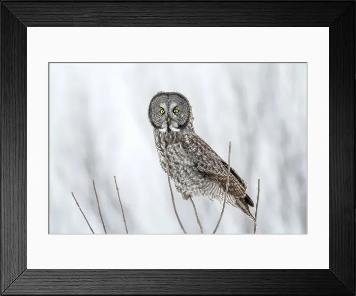 Framed Print : A great grey owl in the winter in Quebec, Canada Framed Print : A great grey owl in the winter in Quebec, Canada