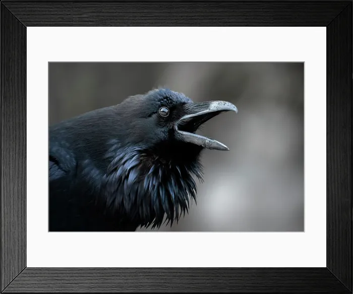 Framed Print : Raven, Banff National Park, Alberta, Canada