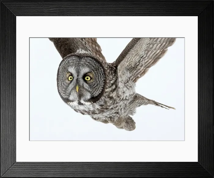 Framed Print : A great grey owl in flight in the winter in Quebec, Canada Framed Print : A great grey owl in flight in the winter in Quebec, Canada