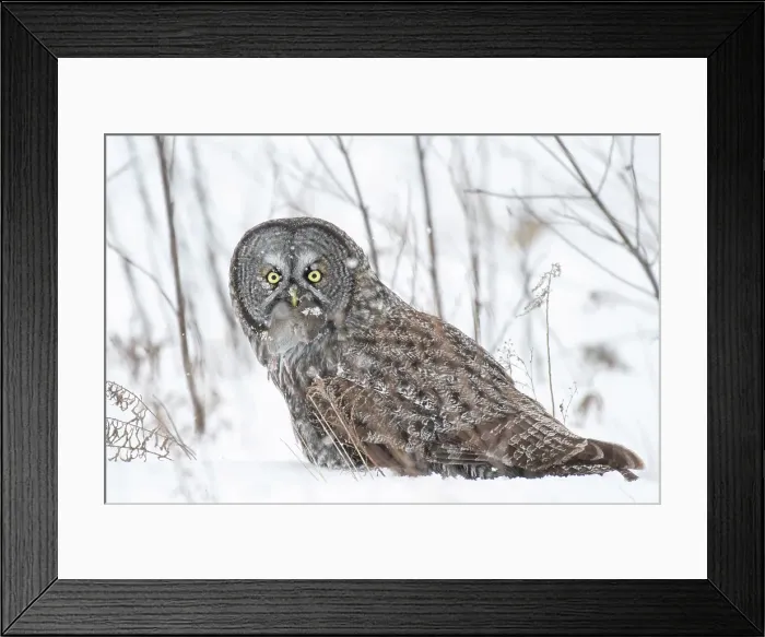 Framed Print : A great grey owl sitting in the winter snow in Quebec, Canada eating a vole