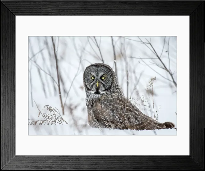 Framed Print : A great grey owl sitting in the winter snow in Quebec, Canada eating a vole Framed Print : A great grey owl sitting in the winter snow in Quebec, Canada eating a vole