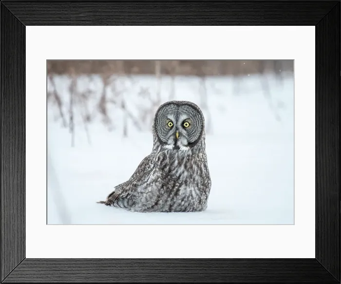 Framed Print : A great grey owl sits in th esnow during winter in Quebec, Canada Framed Print : A great grey owl sits in th esnow during winter in Quebec, Canada