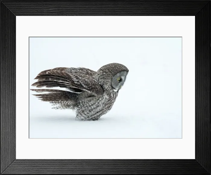 Framed Print : A great grey owl sits in th esnow during winter in Quebec, Canada Framed Print : A great grey owl sits in th esnow during winter in Quebec, Canada
