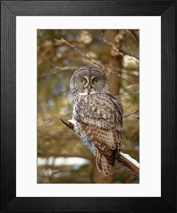 Framed Print : A Great Grey Owl sits in a tree during winter in Ontario, Canada Framed Print : A Great Grey Owl sits in a tree during winter in Ontario, Canada