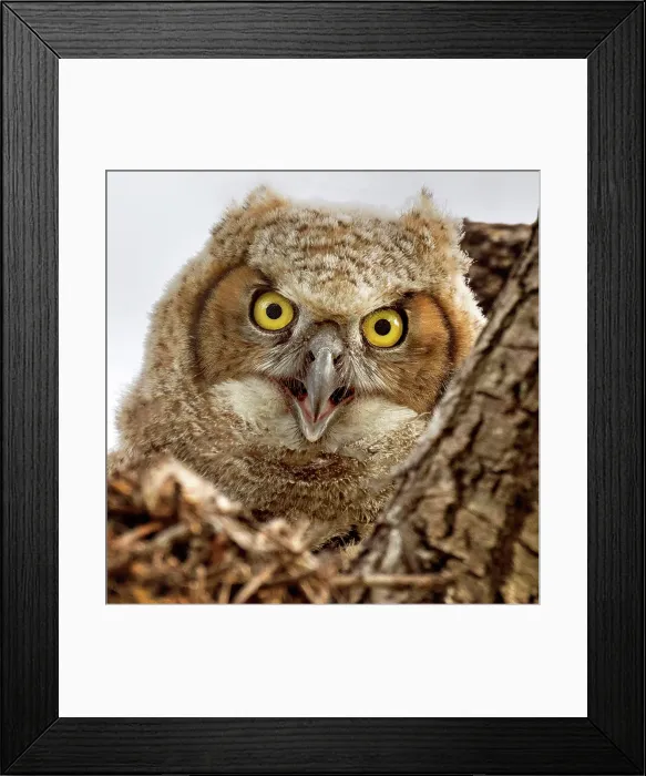 Framed Print : A great horned owlet in its nest in Ontario, Canada Framed Print : A great horned owlet in its nest in Ontario, Canada