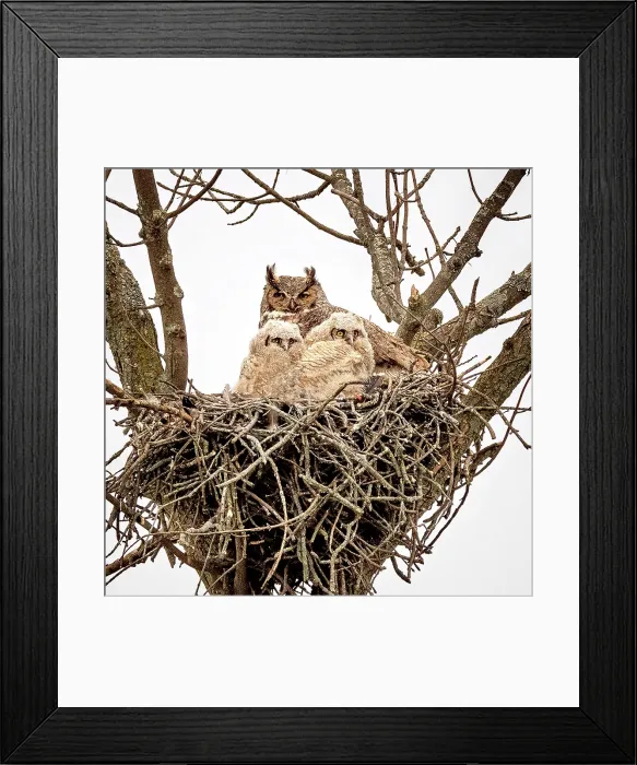 Framed Print : A female great horned owl in her nest with her owlets in Ontario, Canada Framed Print : A female great horned owl in her nest with her owlets in Ontario, Canada