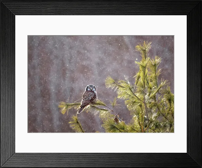 Framed Print : A northern hawk owl on. a snowy day perched on a tree in Ontario Canada
