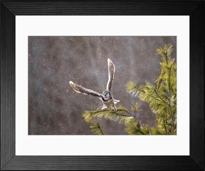 Framed Print : A northern hawk owl on a snowy day taking off from a tree in Ontario Canada Framed Print : A northern hawk owl on a snowy day taking off from a tree in Ontario Canada