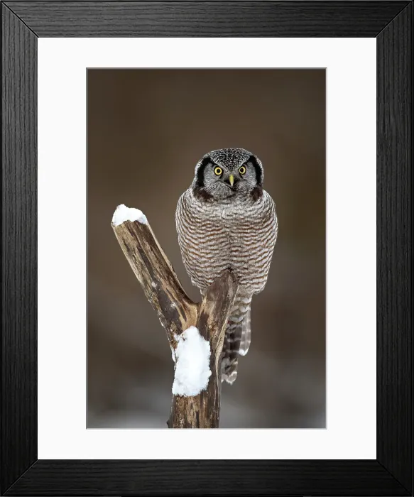 Framed Print : A northern hawk owl on a tree stump in Ontario, Canada