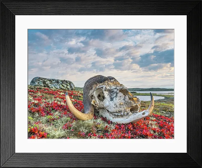 Framed Print : Muskox skull among autumn Bear Berry on the sub-arctic tundra of the Ungava Peninsula in Nunavik, Quebec, Canada Framed Print : Muskox skull among autumn Bear Berry on the sub-arctic tundra of the Ungava Peninsula in Nunavik, Quebec, Canada