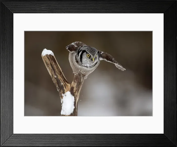 Framed Print : A northern hawk owl on a tree stump in Ontario, Canada Framed Print : A northern hawk owl on a tree stump in Ontario, Canada