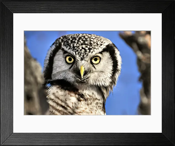 Framed Print : A northern hawk howl peaks around a tree in Ontario Canada Framed Print : A northern hawk howl peaks around a tree in Ontario Canada
