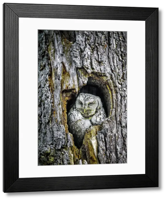 Framed Print : A screech owl perched in a tree in Ontario Canada Framed Print : A screech owl perched in a tree in Ontario Canada